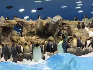 Ein Erlebnis: Die Pinguine im Loro Parque (Bild www.blog-kreuzfahrt.ch)