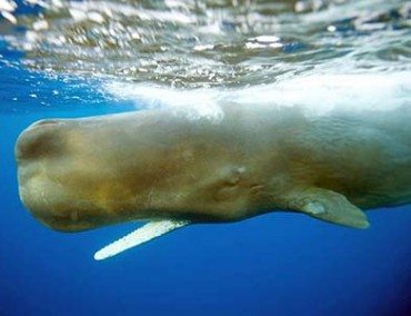 TUI Cruises unterstützt Erhalt der Lebensräume von Pottwalen