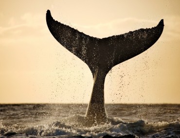 Costa Kreuzfahrten unterstützt Projekt zum Schutz des Pottwals