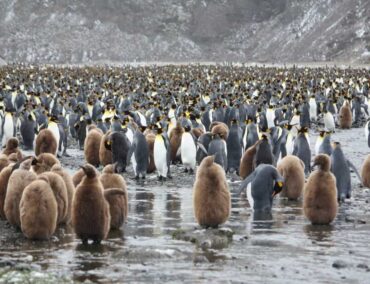 Heute ist Welt-Pinguin-Tag: Reiseziele für die Beobachtung von Pinguinen