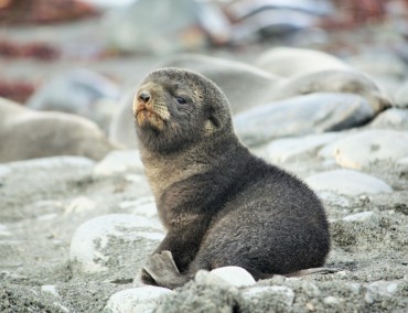 Expedition Antarktis in wunderbar rauher Natur und phantastischer Tierwelt