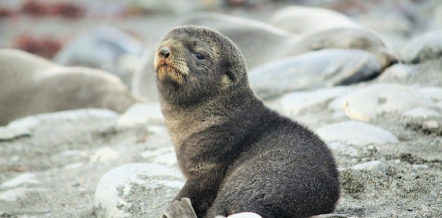 Expedition Antarktis in wunderbar rauher Natur und phantastischer Tierwelt