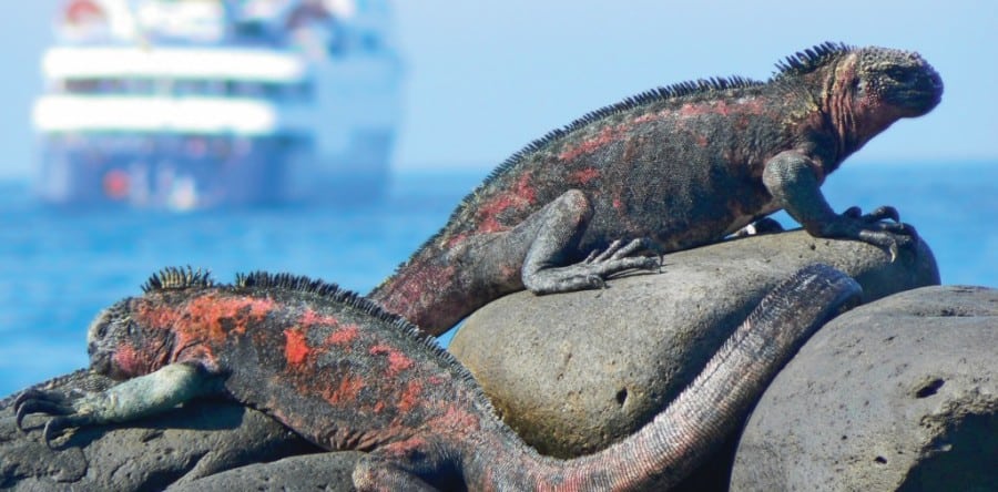 Celebrity Cruises verstärkt das Engagement bei Expeditionskreuzfahrten auf den Galapagosinseln
