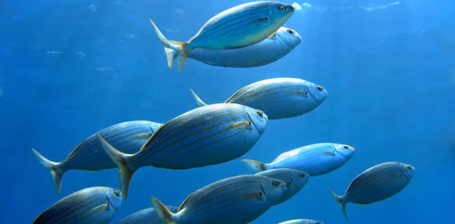Kreuzfahrtschiffe liefern künftig Messdaten für Klimaforschung