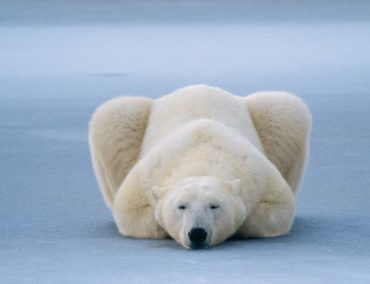 Norbert Rosing: Auge in Auge mit Eisbären