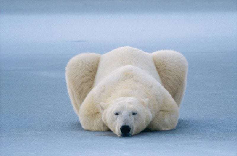 Norbert Rosing: Auge in Auge mit Eisbären