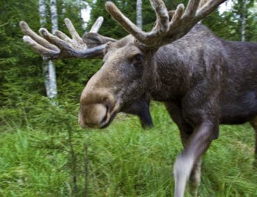 Naturparadiese rund um die Ostsee: Bären, Beeren und die Jagd nach dem Polarlicht