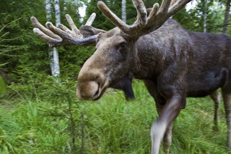 Naturparadiese rund um die Ostsee: Bären, Beeren und die Jagd nach dem Polarlicht
