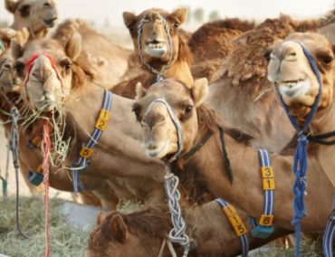 Welt Kamel Tag: Kamelmilch, das flüssige weisse Gold als „Wundermittel“