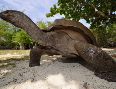 Expeditionskreuzfahrt an Bord der Maya’s Dugong zum UNESCO-Weltkulturerbe Aldabra