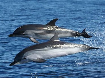 Corsica Sardinia Ferries unterstützt Erforschung von Walen, Delfinen und Haien