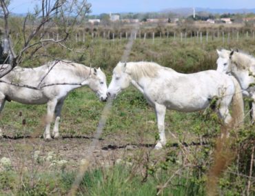 Zauberhafte Flusskreuzfahrt auf Rhône und Saône