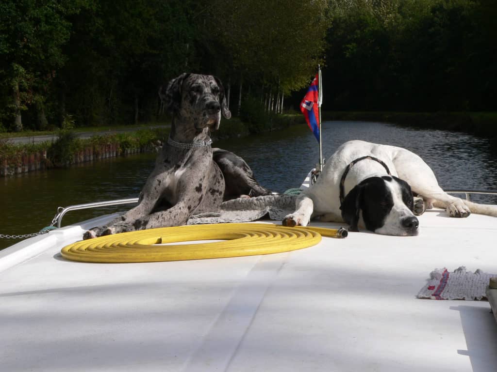 Hunde sind bei Hausbootferien mit Locaboat ausdrücklich erlaubt und