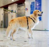 Haustierfreundlich unterwegs: GNV Fähren verbessern das Reiseerlebnis für Hunde