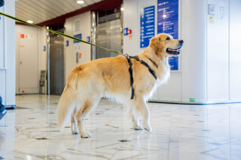 Haustierfreundlich unterwegs: GNV Fähren verbessern das Reiseerlebnis für Hunde