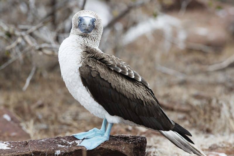 Silversea Cruises unterstützt Artenschutzprojekte auf den Galapagos-Inseln