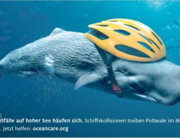 Kuoni Cruises engagiert sich für den Schutz der Pottwale