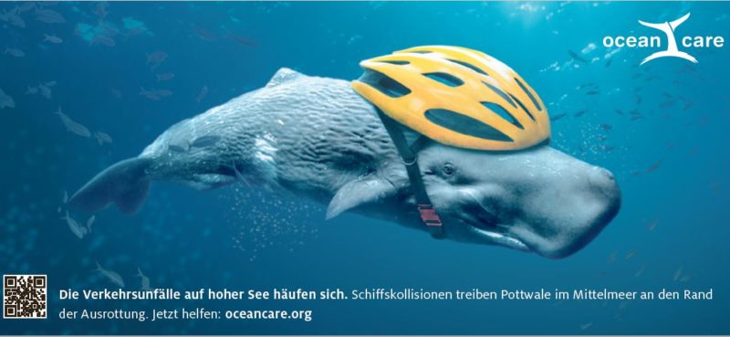 Kuoni Cruises engagiert sich für den Schutz der Pottwale