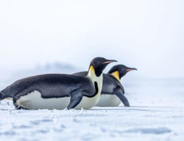 Antarktis Highlights mit Scenic Eclipse – perfekt für Erstbesucher