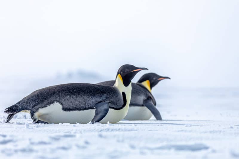 Antarktis Highlights mit Scenic Eclipse – perfekt für Erstbesucher