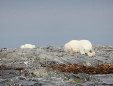 Arktis in Echtzeit: Hurtigruten Expedition vom Sofa aus erleben