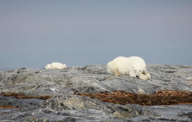 Arktis in Echtzeit: Hurtigruten Expedition vom Sofa aus erleben