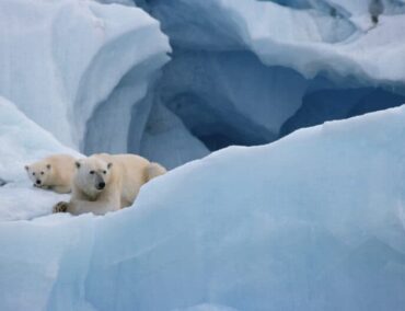 Leben, Forschen und Reisen im Reich der Eisbären