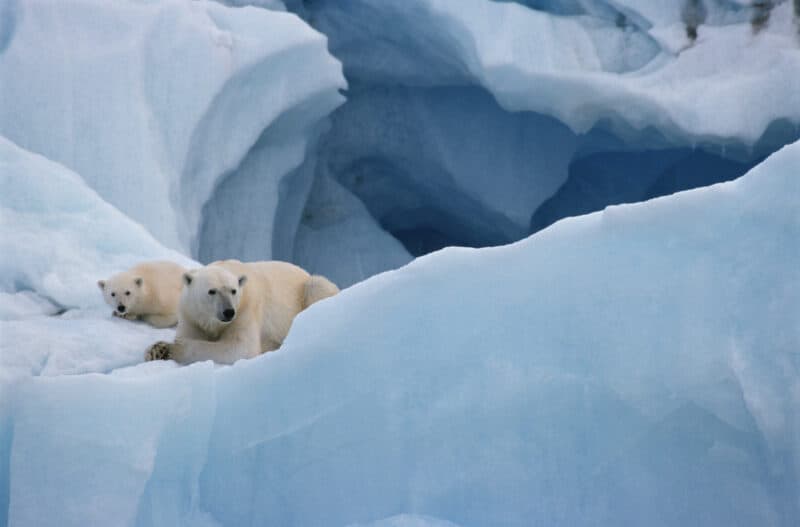 Leben, Forschen und Reisen im Reich der Eisbären