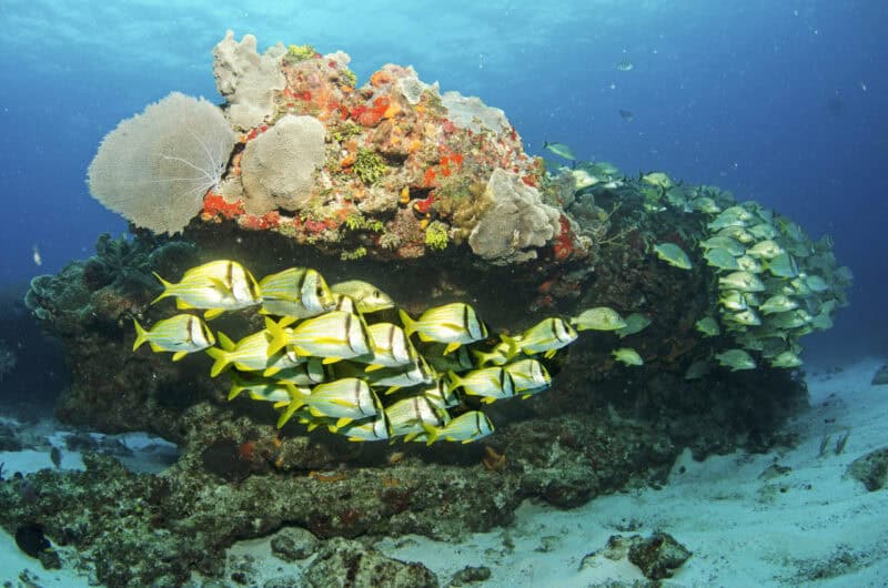 MSC Cruises will Schutz der Korallenriffe vorantreiben