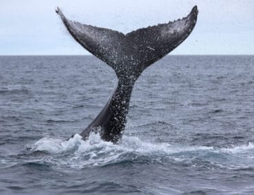Ocean Diamond bietet auf Island-Kreuzfahrten eine „Wal-Garantie“