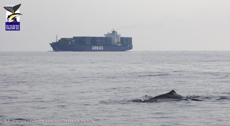 MSC verlegt Route an der Westküste Griechenlands, um bedrohte Pottwale zu schützen