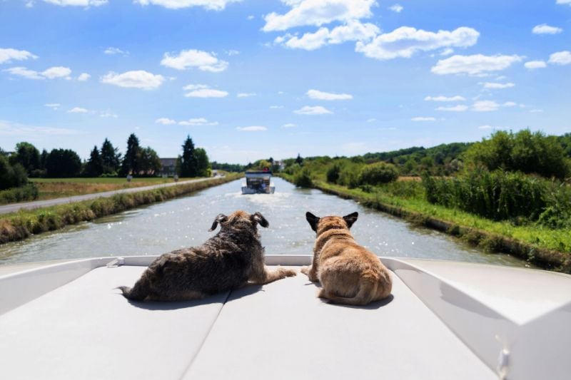 Zehn Tipps für einen Hausbooturlaub mit Hund