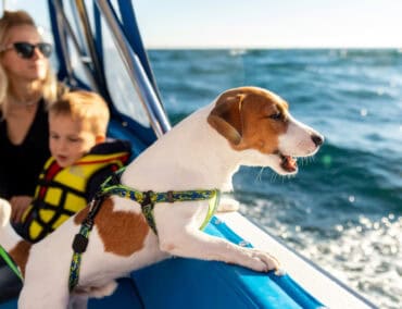 Bootsurlaub mit dem Hund – Reiseapotheke für den Vierbeiner nicht vergessen