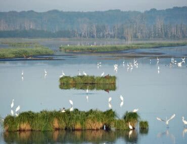 Hausbootferien auf der Peene: Stille, Natur und den idyllischen Fluss geniessen