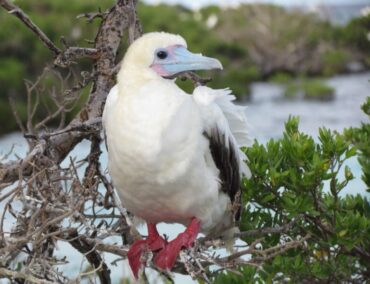 Bird Watching auf den Outer Islands der Seychellen
