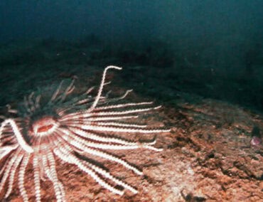 Seltene Unterwasser-Drohnenaufnahmen aus der Antarktis