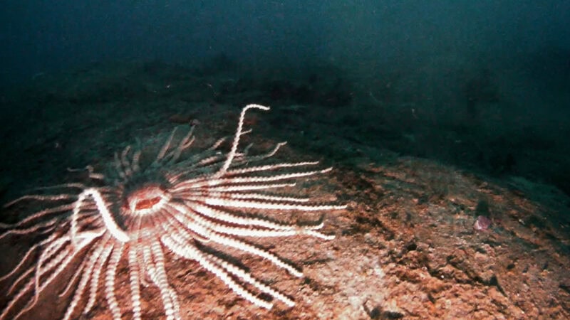 Seltene Unterwasser-Drohnenaufnahmen aus der Antarktis