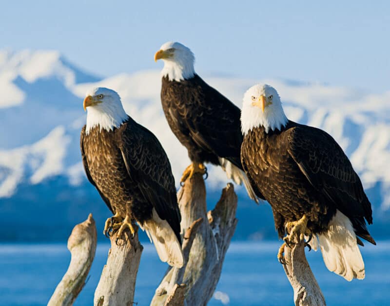 Alaska und Hawaii – eine ganz besondere Reisekombination von Holland America Line