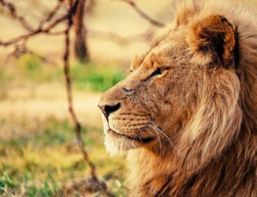 Afrika im Fokus: Entdecke die neuen AIDA Kreuzfahrten 2025/2026