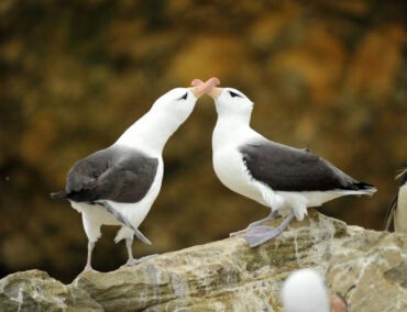 Liebeslektionen vom Albatros: Inspiration für den Valentinstag