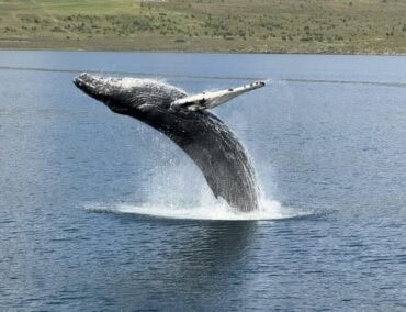 Faszinierende Begegnungen mit Buckelwalen und Minkewalen vor Akureyri