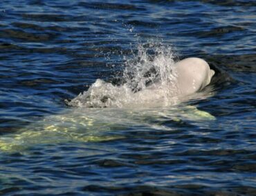 Naturwunder und Kulturschätze: Mit Hapag-Lloyd Cruises zu den entlegensten Orten der Welt