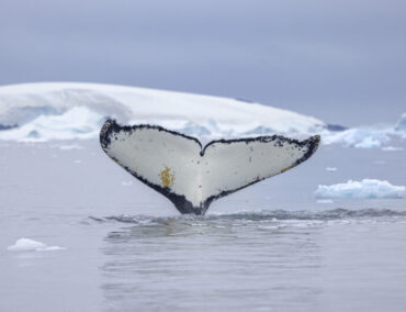 Expeditionskreuzfahrten mit der SH Diana: Faszinierende Einblicke in das Leben der Wale