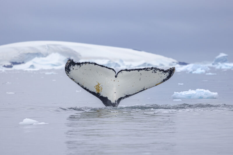 Expeditionskreuzfahrten mit der SH Diana: Faszinierende Einblicke in das Leben der Wale