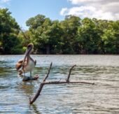 Mangroven retten, Zukunft sichern: Nachhaltigkeitsinitiative von Carnival Corporation in der Karibik