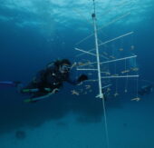 Ocean Cay stärkt die Zukunft der bedrohten Korallenriffe