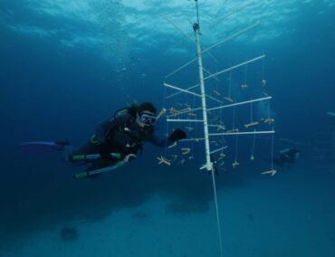 Ocean Cay stärkt die Zukunft der bedrohten Korallenriffe