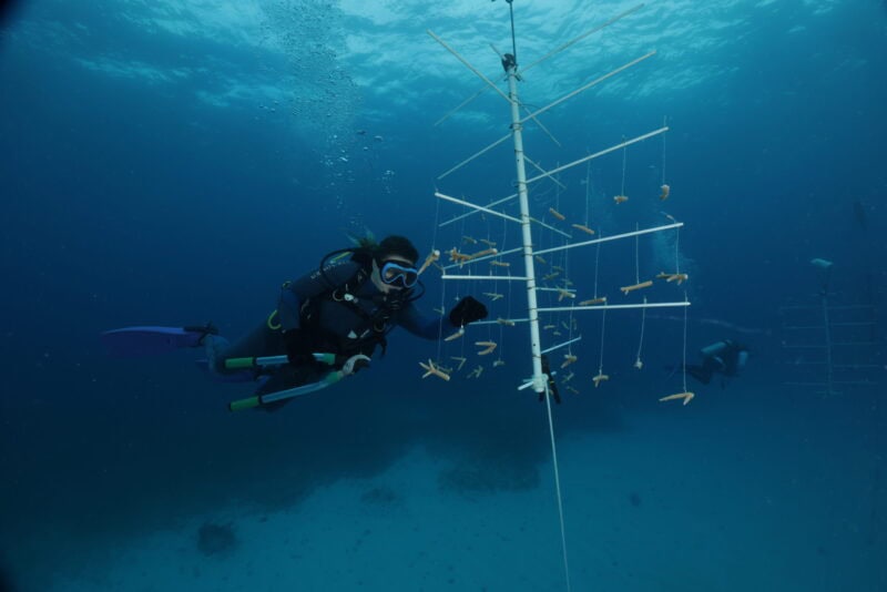Ocean Cay stärkt die Zukunft der bedrohten Korallenriffe