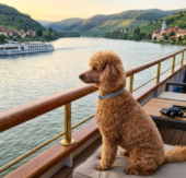 Flusskreuzfahrt mit Hund – Gemeinsam die Donau entdecken