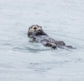 Mit Wissen in die Arktis: HX Expeditions startet neuen Alaska-Bildungskurs